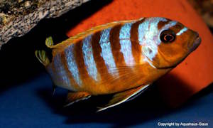 Metriaclima sp. 'zebra long pelvic'